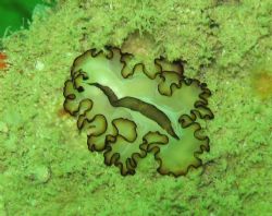 photo taken at indonesia /batam by Bok Leng Tan 
